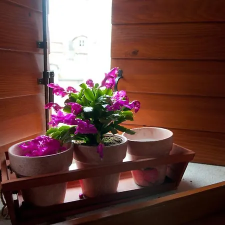 Appartement Salvezani *