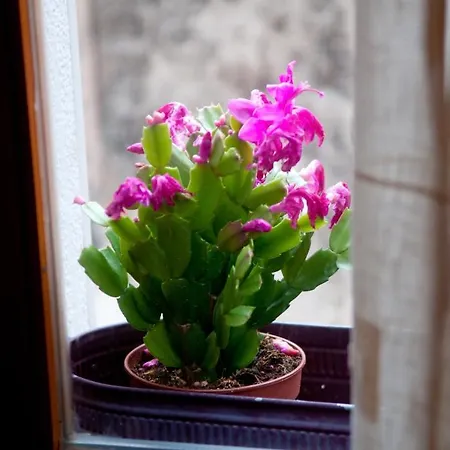 Salvezani * Сплит